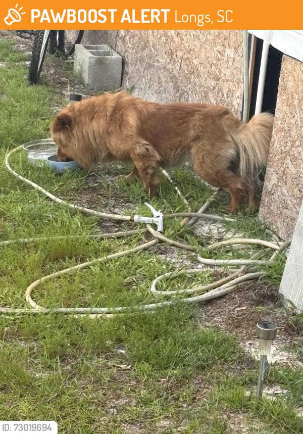 Found/Stray Unknown Dog last seen long,sc , Longs, SC 29568