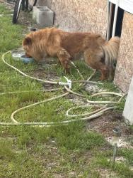 Found/Stray Unknown Dog last seen long,sc , Longs, SC 29568