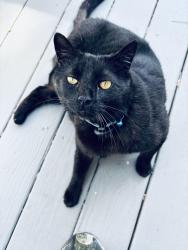 Lost Male Cat last seen Near 501 Sandhills circle village acres   NC, Pinehurst, NC 28374