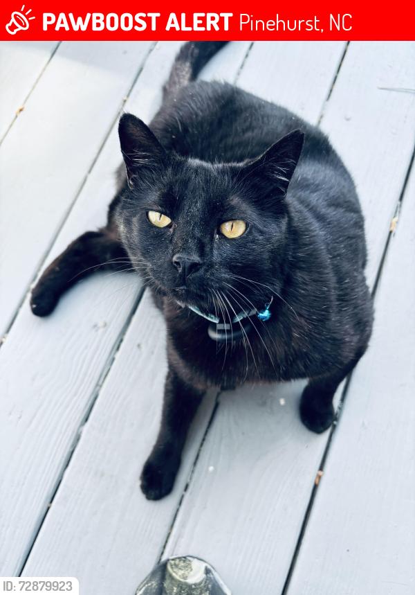 Lost Male Cat last seen Near 501 Sandhills circle village acres   NC, Pinehurst, NC 28374