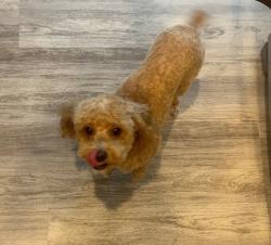 Lost Female Dog last seen Fairfield inn, Colorado Springs, CO 80921