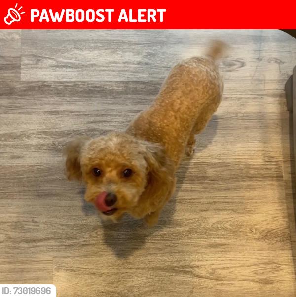 Lost Female Dog last seen Fairfield inn, Colorado Springs, CO 80921