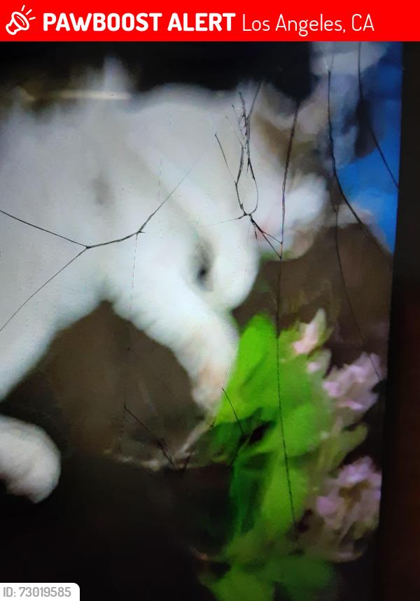 Lost Male Cat last seen St.clair park north hollywood, Los Angeles, CA 91607