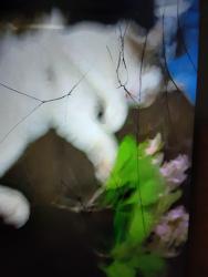 Lost Male Cat last seen St.clair park north hollywood, Los Angeles, CA 91607