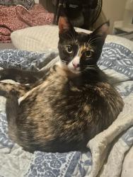 Lost Female Cat last seen Liberty and Boone, Salem, OR 97306