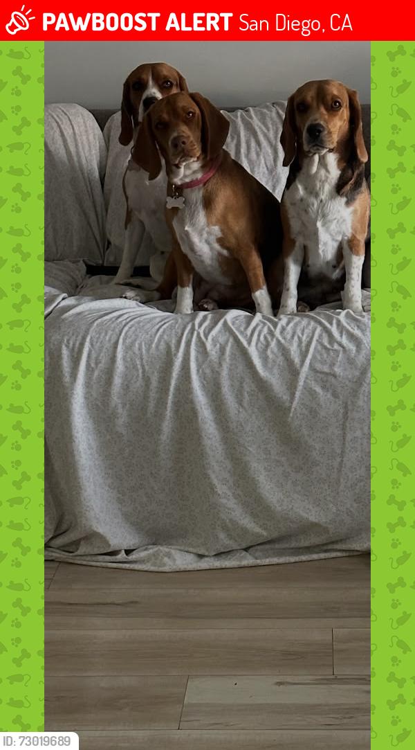 Lost Female Dog last seen bateman ave and piccard ave, San Diego, CA 92154