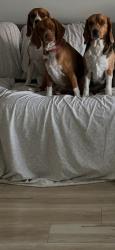 Lost Female Dog last seen bateman ave and piccard ave, San Diego, CA 92154