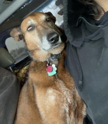 Lost Female Dog last seen Animal shelter , Oroville, CA 95965