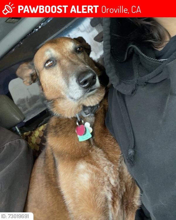 Lost Female Dog last seen Animal shelter , Oroville, CA 95965
