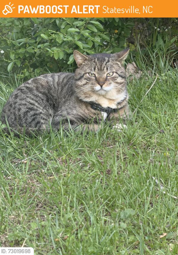 Found/Stray Male Cat last seen Valiant drive. , Statesville, NC 28625