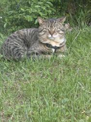 Found/Stray Male Cat last seen Valiant drive. , Statesville, NC 28625