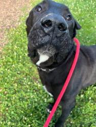 Shelter Stray Male Dog last seen Near Fairfax Rd, 21210, MD, 301 Stockholm St, Baltimore, MD 21230, USA