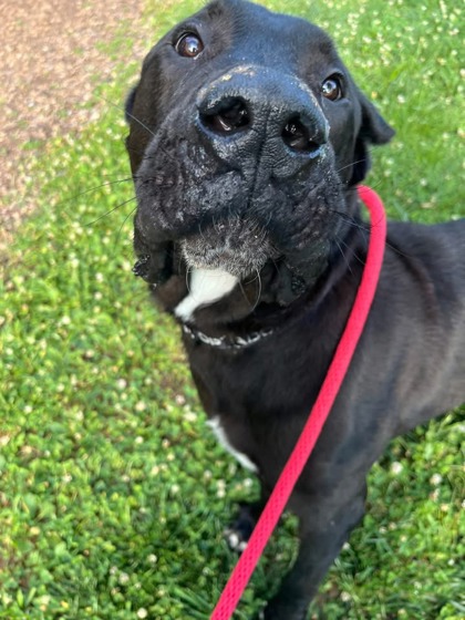 Shelter Stray Male Dog last seen Near Fairfax Rd, 21210, MD, 301 Stockholm St, Baltimore, MD 21230, USA