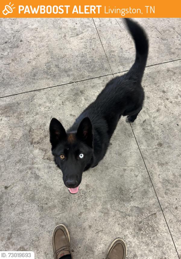 Found/Stray Male Dog last seen Livingston Airport, Livingston, TN 38570