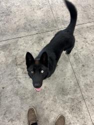 Found/Stray Male Dog last seen Livingston Airport, Livingston, TN 38570