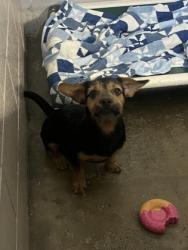 Shelter Stray Male Dog last seen smithlee dr at Glennmoor dr, Rancho Cordova, CA, 6201 Florin Perkins Rd, Sacramento, CA 95828, USA