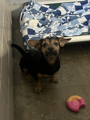 Shelter Stray Male Dog last seen smithlee dr at Glennmoor dr, Rancho Cordova, CA, 6201 Florin Perkins Rd, Sacramento, CA 95828, USA