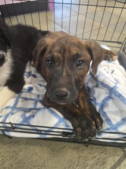 Shelter Stray Male Dog last seen Near TEXAS AVE, EL PASO, TX, 79901, CITY of El Paso, TX, 5001 Fred Wilson Ave, El Paso, TX 79906, USA