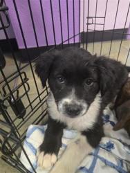 Shelter Stray Female Dog last seen Near TEXAS AVE, EL PASO, TX, 79901, CITY of El Paso, TX, 5001 Fred Wilson Ave, El Paso, TX 79906, USA