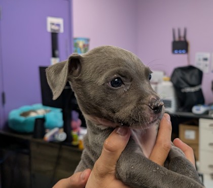 Shelter Stray Female Dog last seen Airport dr and Airway blvd, CITY of El Paso, TX, 5001 Fred Wilson Ave, El Paso, TX 79906, USA