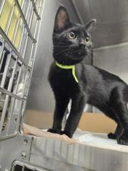 Shelter Stray Female Cat last seen Blanchard Dr and Caversham Way, Roseville City, CA, 200 Tahoe Ave, Roseville, CA 95678, USA