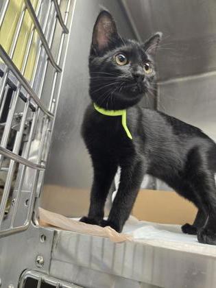 Shelter Stray Female Cat last seen Blanchard Dr and Caversham Way, Roseville City, CA, 200 Tahoe Ave, Roseville, CA 95678, USA
