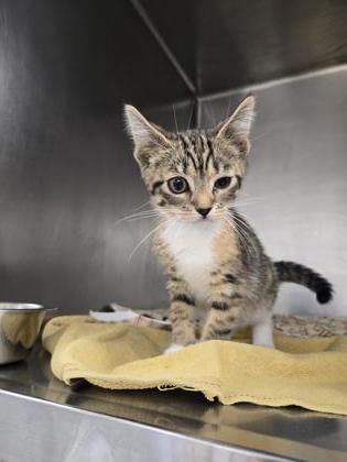 Shelter Stray Female Cat last seen Blanchard Dr and Caversham Way, Roseville City, CA, 200 Tahoe Ave, Roseville, CA 95678, USA