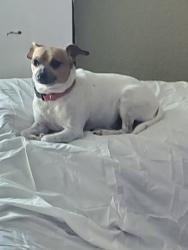 Reunited Female Dog last seen Near SW 33rd Ave, Fort Lauderdale, FL 33312, USA, Fort Lauderdale, FL 33312