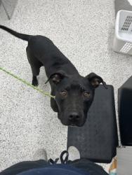 Shelter Stray Male Dog last seen Near Moreland DR SE, Atlanta, GA, 1251 Fulton Industrial Blvd NW, Atlanta, GA 30336, USA