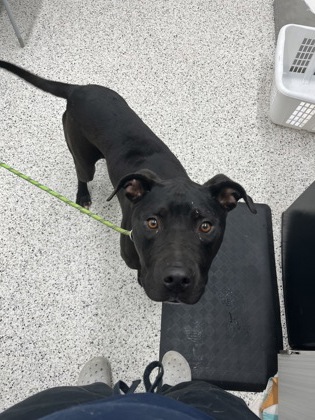 Shelter Stray Male Dog last seen Near Moreland DR SE, Atlanta, GA, 1251 Fulton Industrial Blvd NW, Atlanta, GA 30336, USA