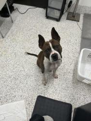 Shelter Stray Male Dog last seen Near Valleydale Dr., Atlanta, GA, 1251 Fulton Industrial Blvd NW, Atlanta, GA 30336, USA