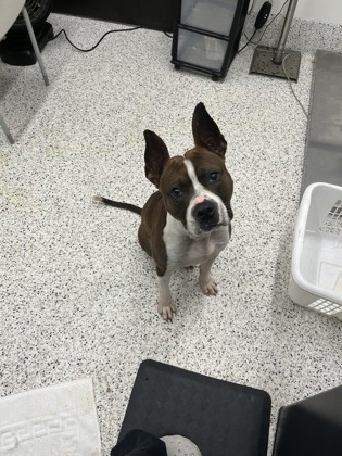 Shelter Stray Male Dog last seen Near Valleydale Dr., Atlanta, GA, 1251 Fulton Industrial Blvd NW, Atlanta, GA 30336, USA