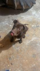 Shelter Stray Male Dog last seen Near M.L.K. Jr Dr SW, Atlanta, GA, 1251 Fulton Industrial Blvd NW, Atlanta, GA 30336, USA