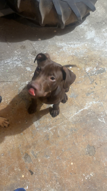 Shelter Stray Male Dog last seen Near M.L.K. Jr Dr SW, Atlanta, GA, 1251 Fulton Industrial Blvd NW, Atlanta, GA 30336, USA