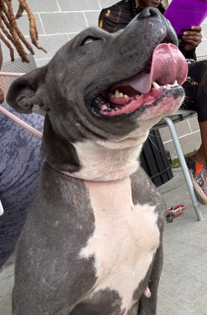 Shelter Stray Female Dog last seen Near Eleanor Ter NW, Atlanta, GA, 1251 Fulton Industrial Blvd NW, Atlanta, GA 30336, USA