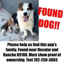 Found/Stray Unknown Dog last seen Rancho & Decatur , North Las Vegas, NV 89032