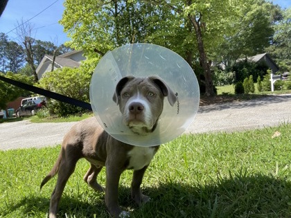 Shelter Stray Male Dog last seen Near The Oaks, Clarkston, GA 30021, 30021, GA, 3280 Chamblee Dunwoody Rd, Chamblee, GA 30341, USA