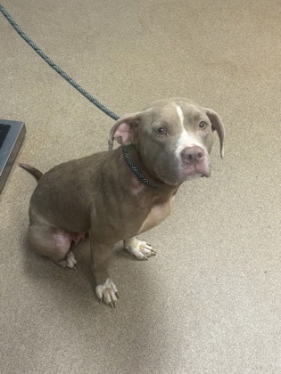 Shelter Stray Female Dog last seen Near Ember Drive Decatur, 30034, 30034, GA, 3280 Chamblee Dunwoody Rd, Chamblee, GA 30341, USA