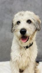 Shelter Stray Male Dog last seen Near blk of Twin Falls Dr, Desoto, TX, 1150 E Pleasant Run Rd, Cedar Hill, TX 75104, USA