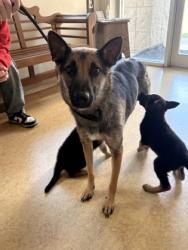 Shelter Stray Female Dog last seen Mockingbird L + Warbler Dr, Desoto, TX, 1150 E Pleasant Run Rd, Cedar Hill, TX 75104, USA
