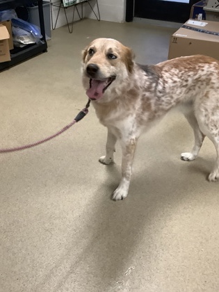 Shelter Stray Male Dog last seen , , TX, 355 Hillshire Dr, Haslet, TX 76052, USA