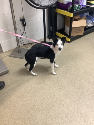 Shelter Stray Female Dog last seen Near Miller Ave, East District, TX, 355 Hillshire Dr, Haslet, TX 76052, USA