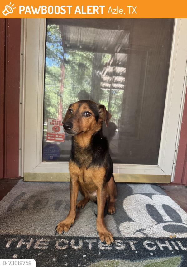 Found/Stray Male Dog last seen Sandy beach, 730, Azle, TX 76020