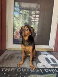 Found/Stray Male Dog last seen Sandy beach, 730, Azle, TX 76020