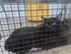 Shelter Stray Male Cat last seen Near Seneca Dr, North District, TX, 355 Hillshire Dr, Haslet, TX 76052, USA