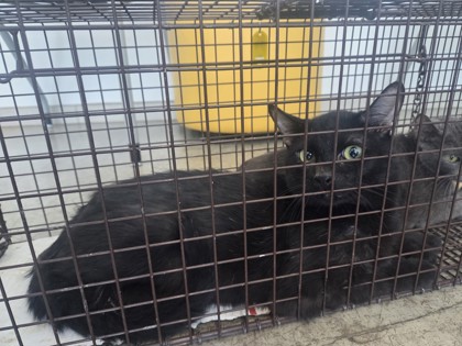 Shelter Stray Male Cat last seen Near Seneca Dr, North District, TX, 355 Hillshire Dr, Haslet, TX 76052, USA