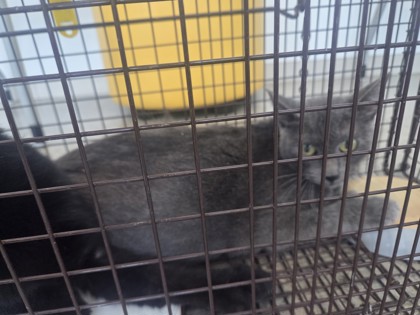 Shelter Stray Female Cat last seen Near Seneca Dr, North District, TX, 355 Hillshire Dr, Haslet, TX 76052, USA