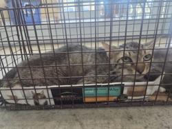 Shelter Stray Male Cat last seen Near Seneca Dr, North District, TX, 355 Hillshire Dr, Haslet, TX 76052, USA