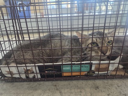 Shelter Stray Male Cat last seen Near Seneca Dr, North District, TX, 355 Hillshire Dr, Haslet, TX 76052, USA