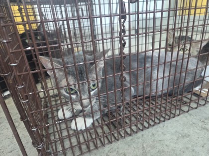 Shelter Stray Female Cat last seen Near Seneca Dr, North District, TX, 355 Hillshire Dr, Haslet, TX 76052, USA
